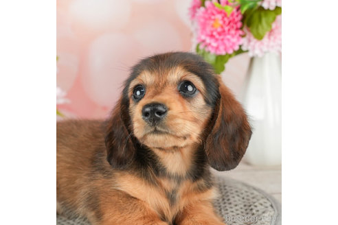 成約済の神奈川県のミニチュアダックスフンド(ロングヘアード)-310343の1枚目